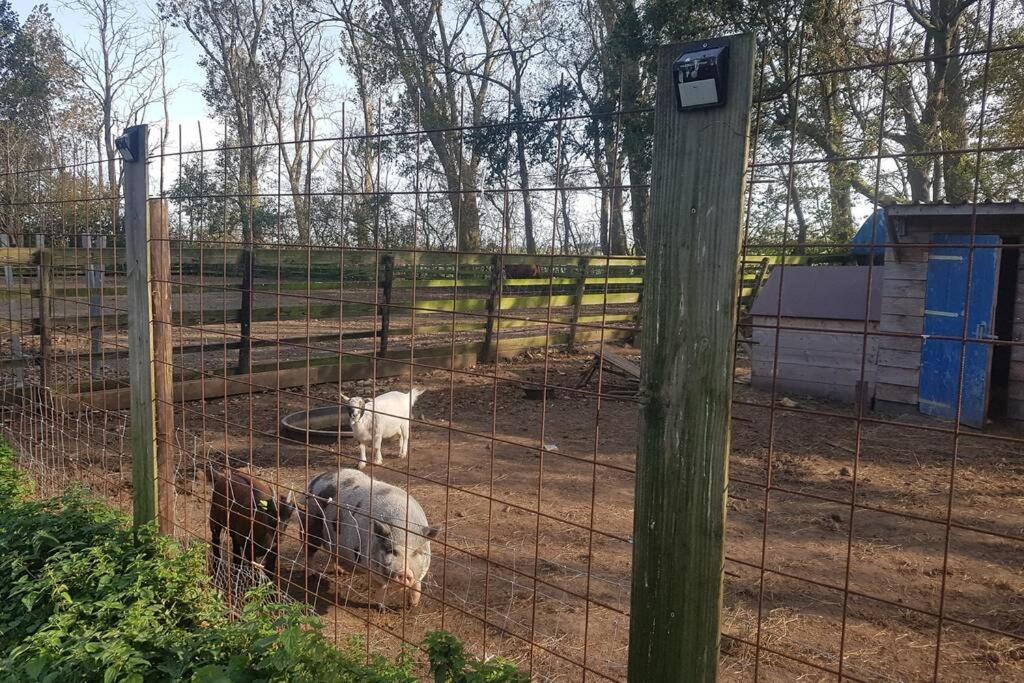 B&B Hoeve Dijkstal Logeren Op De Boerderij Sint Maarten Exterior foto